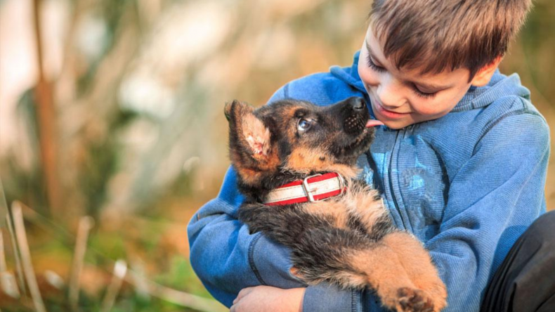 Newsweek Amplify - Pet Insurance
