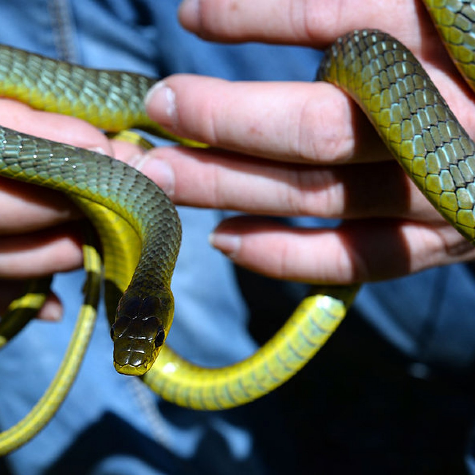 Woman Opens Her Toilet To Find It Filled With Snakes