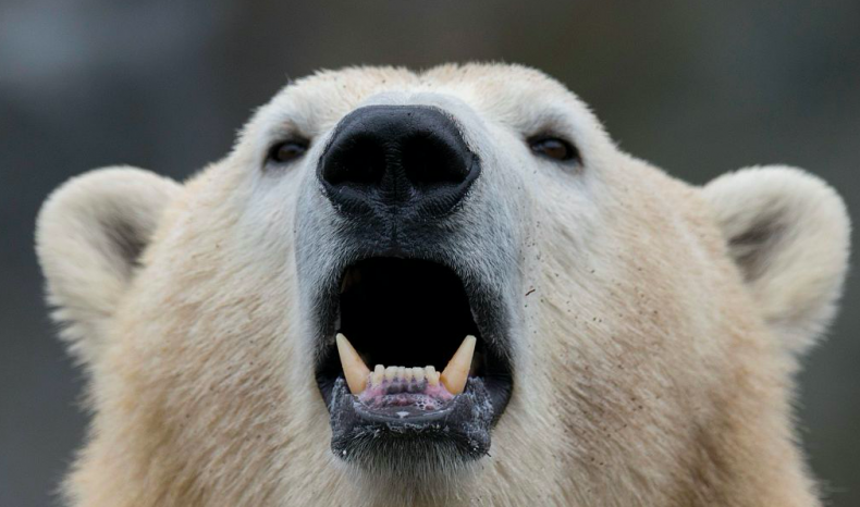 Polar bear