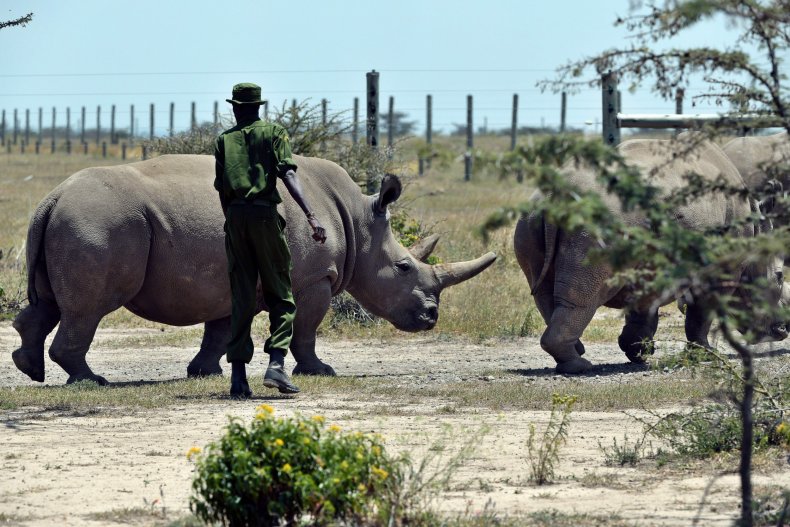 Two rhinos