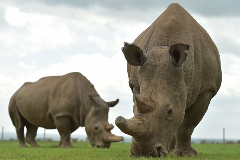 Two rhinos 2