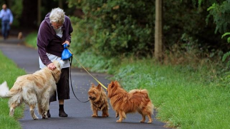 Newsweek Amplify - Dog-Sitting with Rover