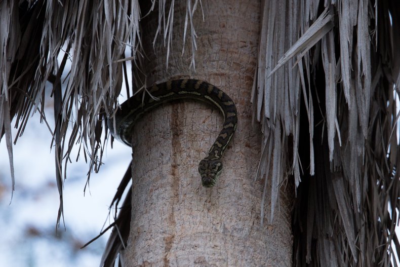carpet python snake Brisbane Australia 2017