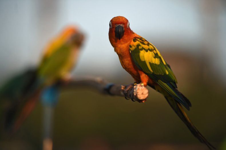 lovebird