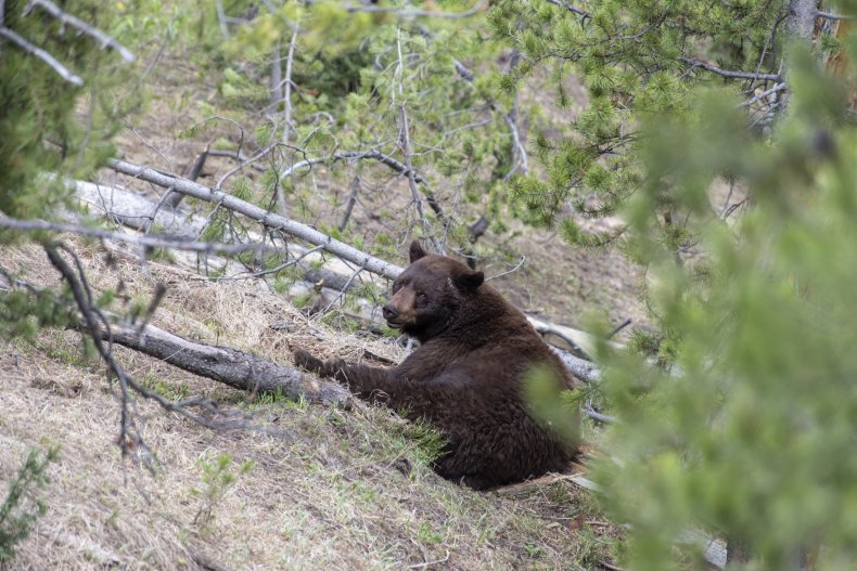Video Captures Rider's Encounter With Bears
