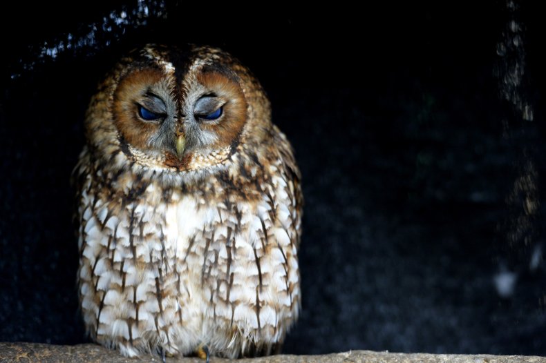 Owl