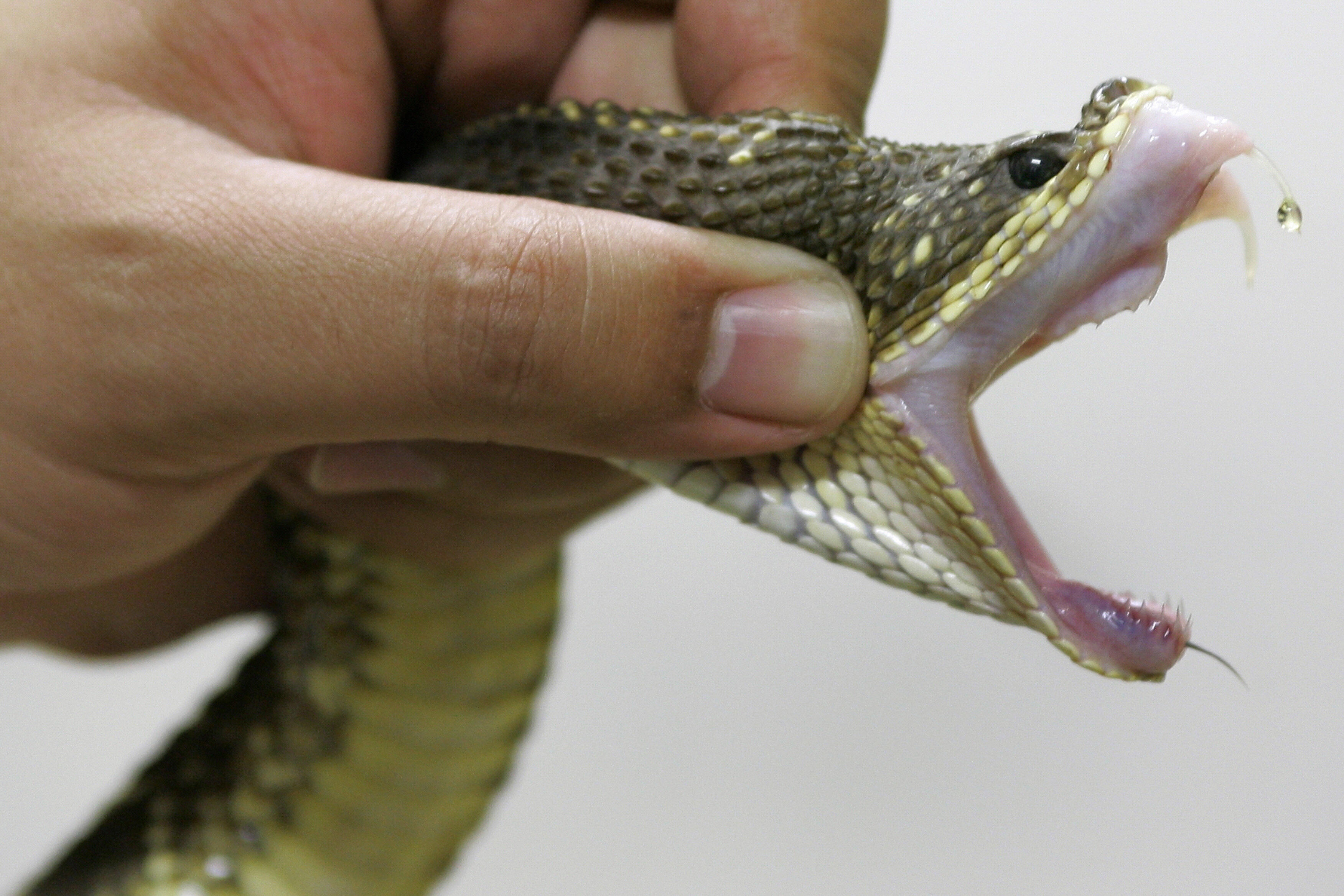 Может ли змея укусить. Укусы ядовитых и неядовитых змей.