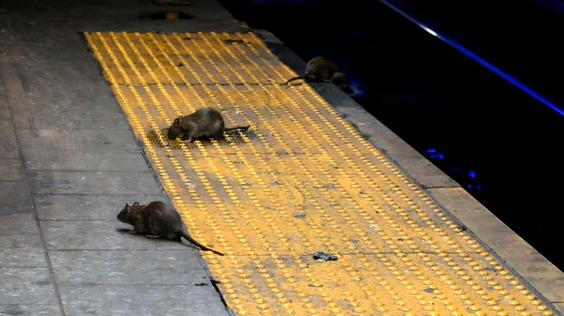 Rats on a Subway Platform NYC