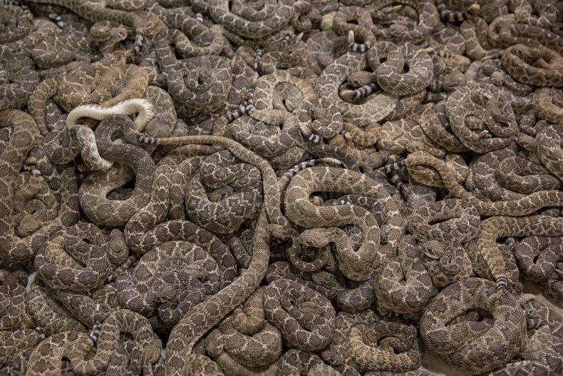 Deadly snakes