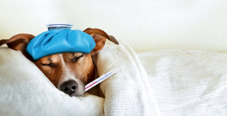 iStock Sick Dog