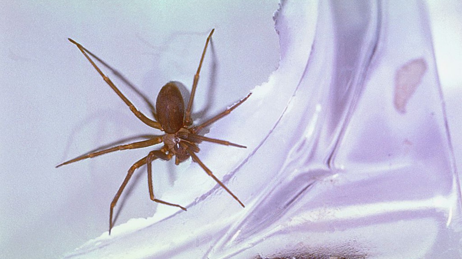 Brown Recluse Spider Bites Man In His Sleep Causing Him To Almost Lose An Arm