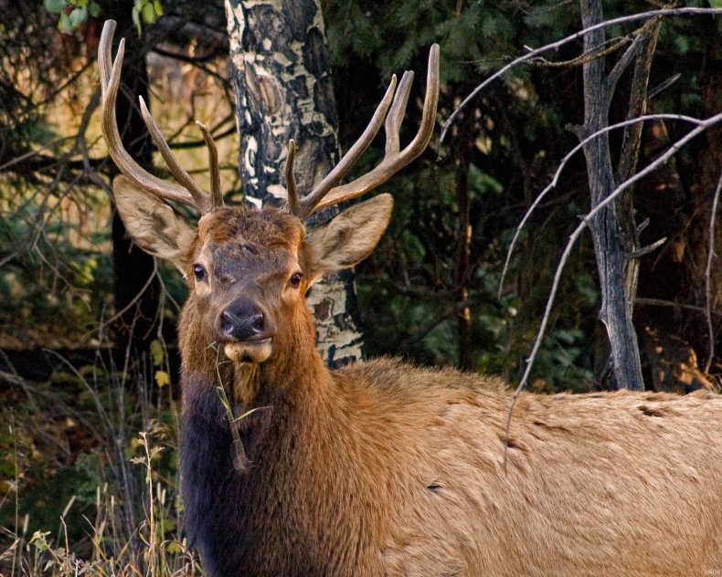 elk, colorado, Rocky Mountain National Park, wildlife