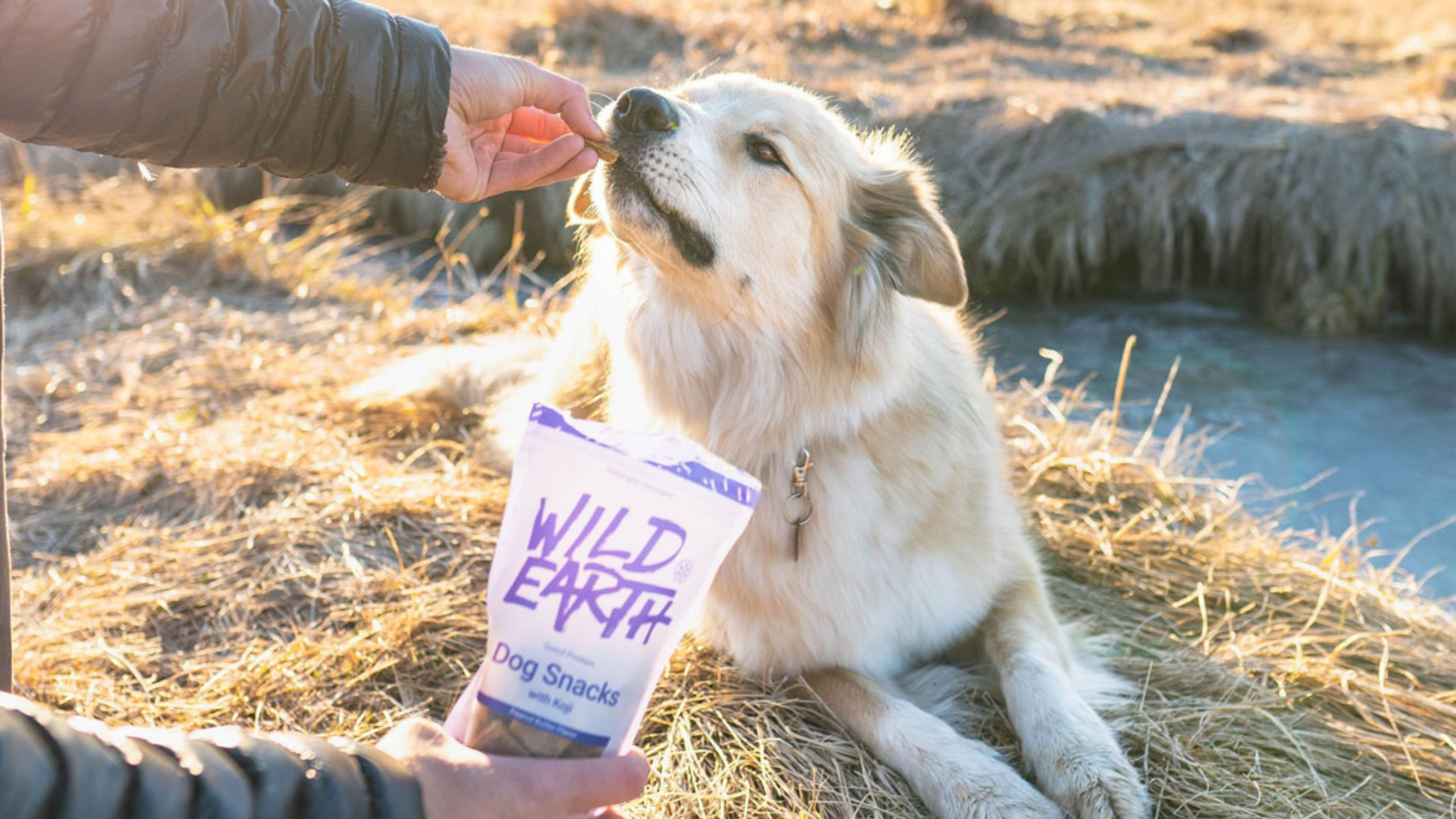 Best Vegan Dog Food? Wild Earth Has 2,000 Positive Reviews Here's Why