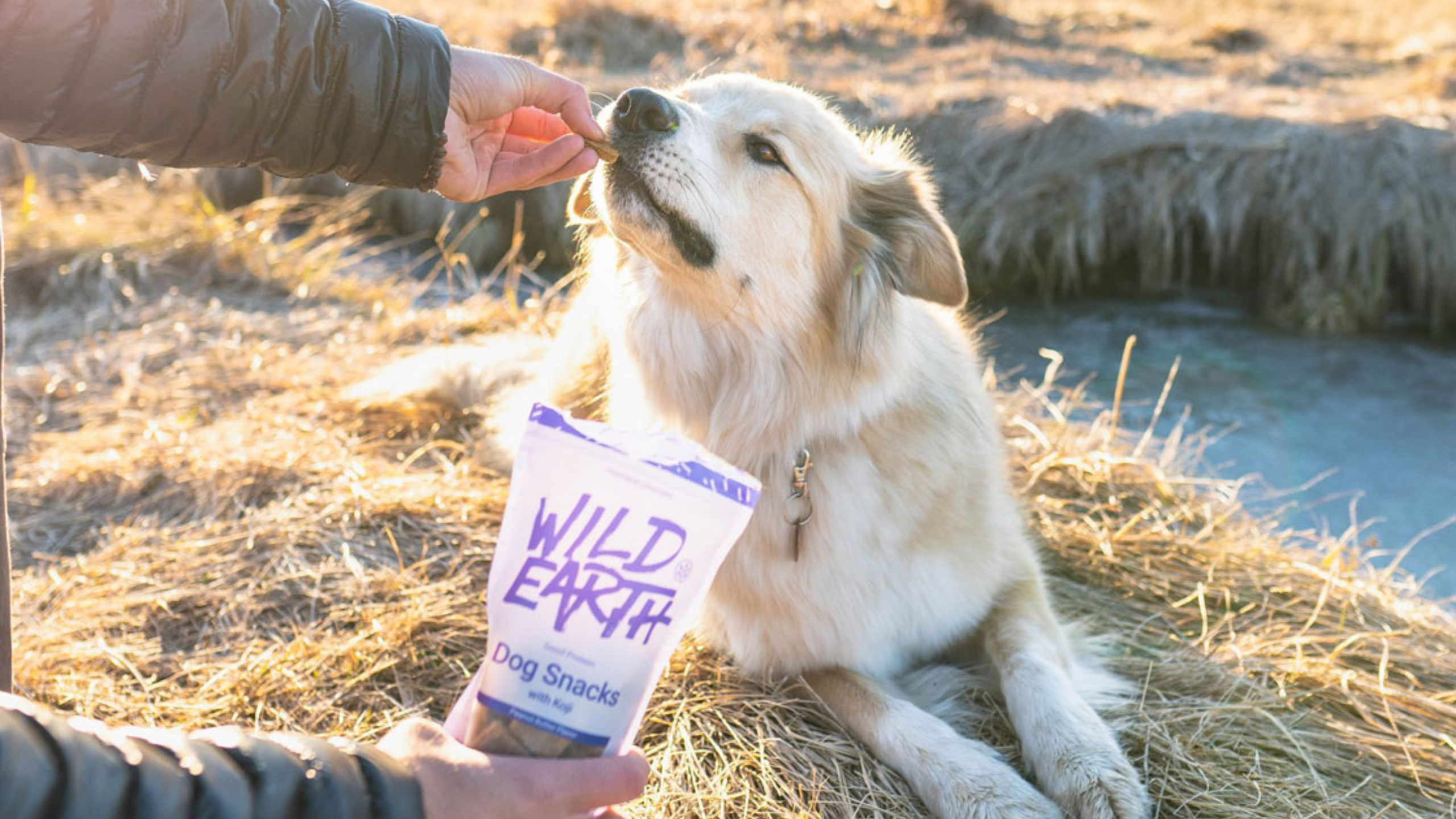 wild allergy dog food