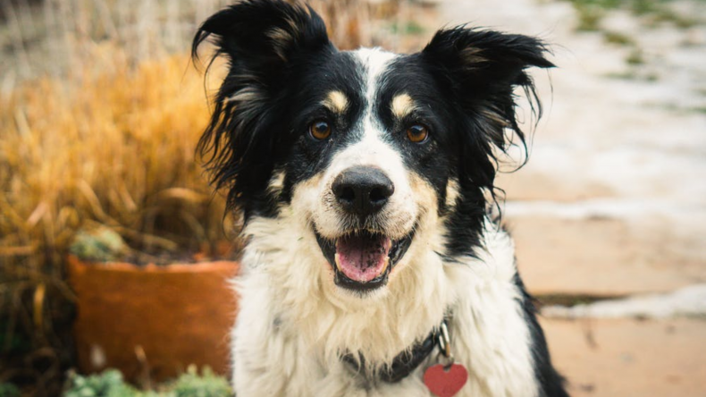 Wild Earth Dog Food