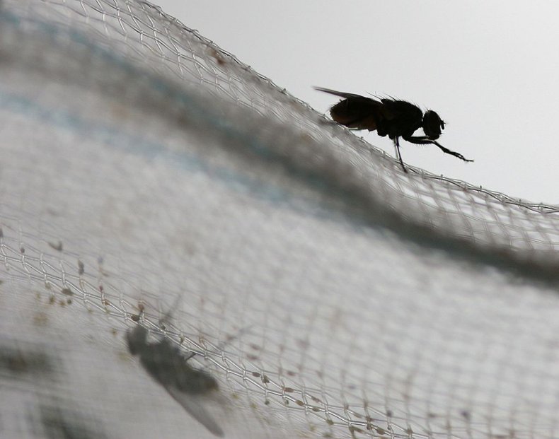 House fly