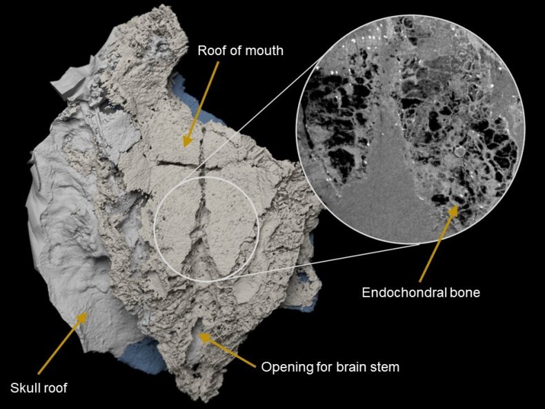 fossil fish