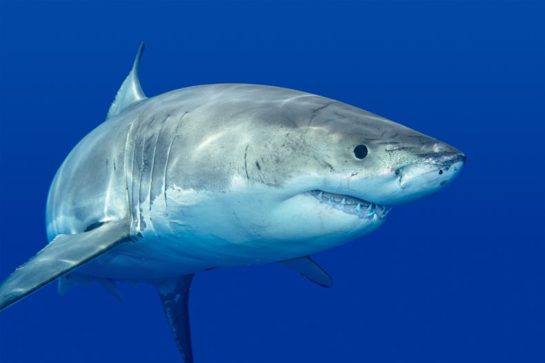 great white shark great white shark