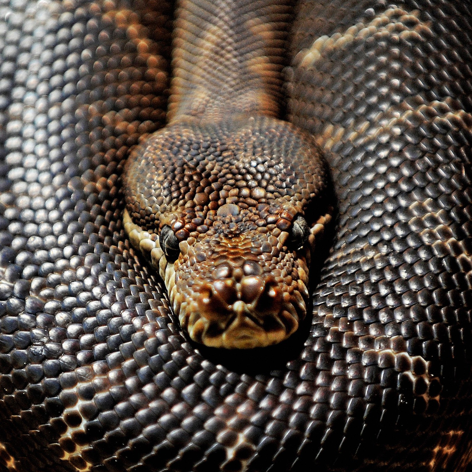 Seven Foot Python Found Snuggled Up On Electric Blanket In Child S Bed