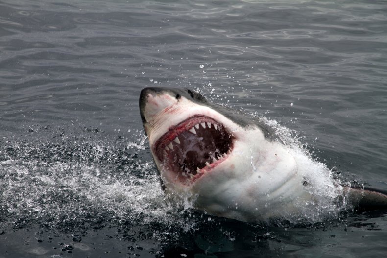 great white shark