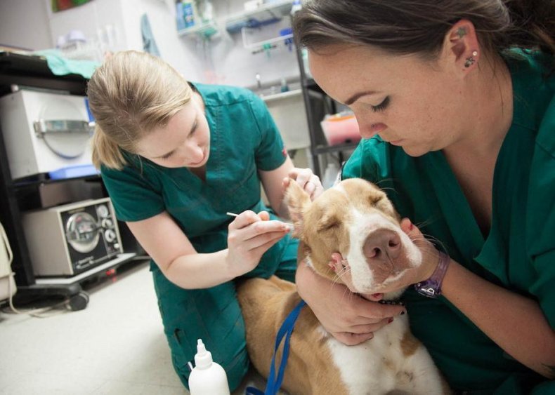 #66. Veterinarians