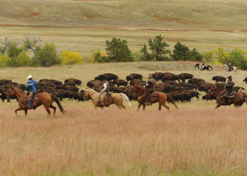 Wrangler and herder