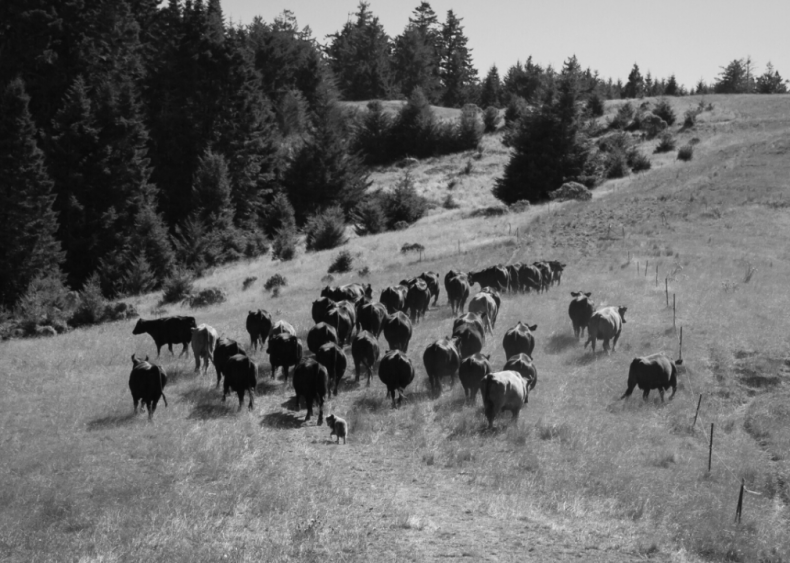 1779: First cattle drive 1779: First cattle drive