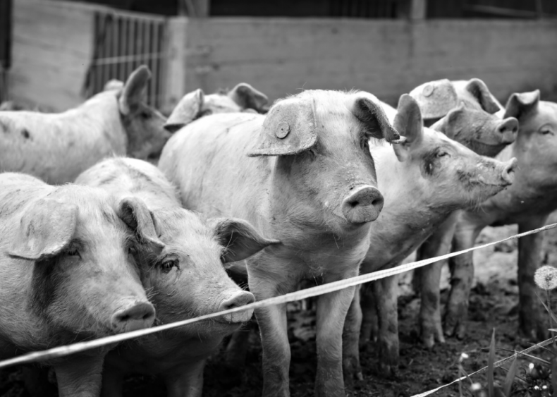 1818: The rise of 'Porkopolis' 1818: The rise of 'Porkopolis'