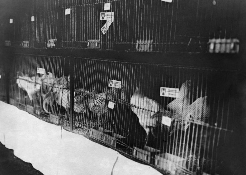 1920s: The mass production of chickens begins