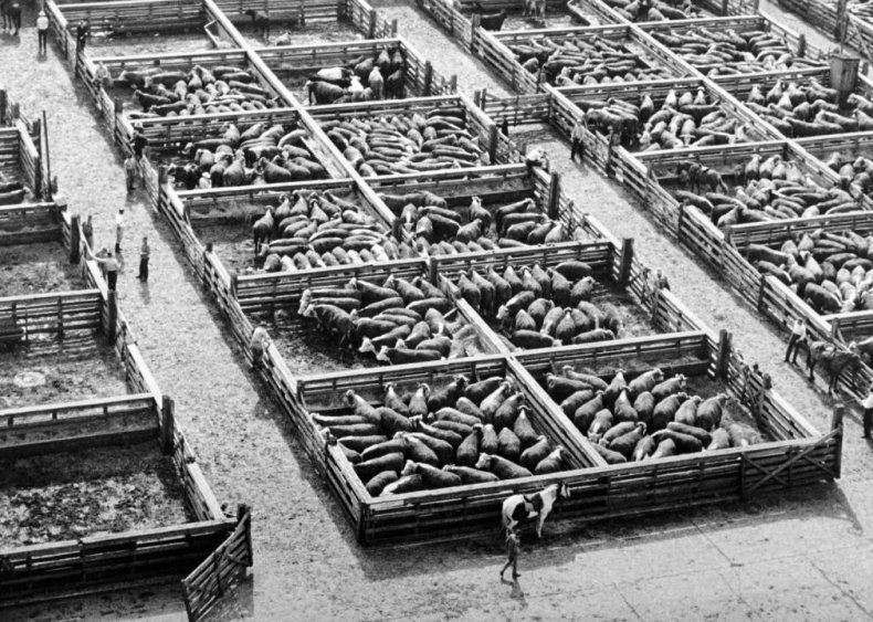 1958: Humane Methods of Slaughter Act