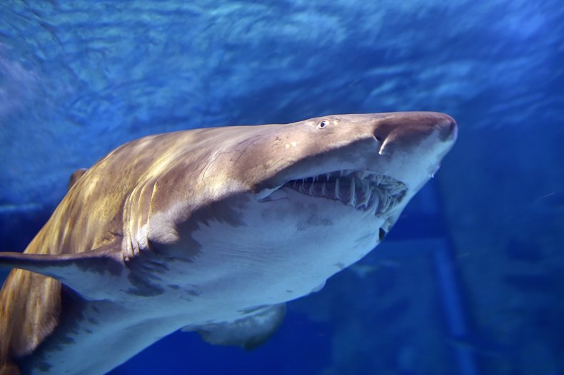 Bull Shark
