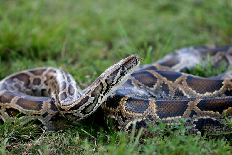 Teen Rushed to Hospital After Snake Bite