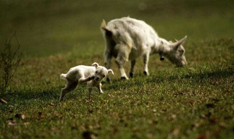 Baby goat Baby goat