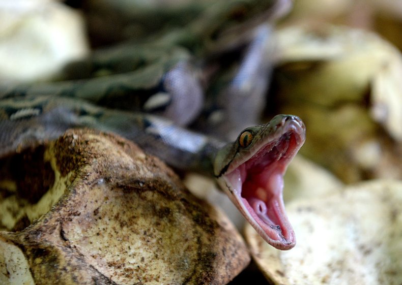 61-Year-Old Snake Hatches Eggs Without a Male