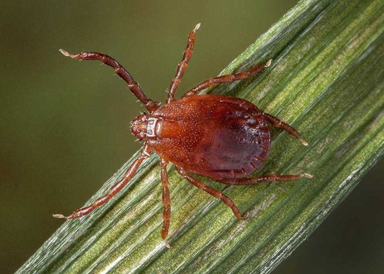 Asian longhorned tick