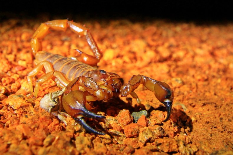 australia scorpion australia scorpion
