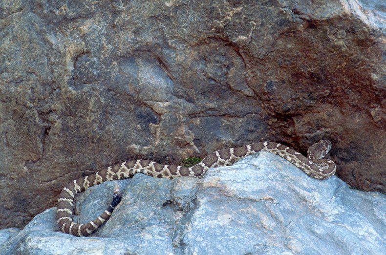 rattlesnake rock
