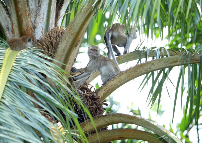 Malaysia Monkey