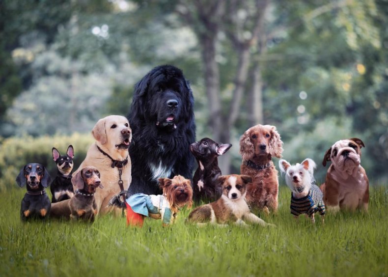 Quiz: Do you know your dog breeds?