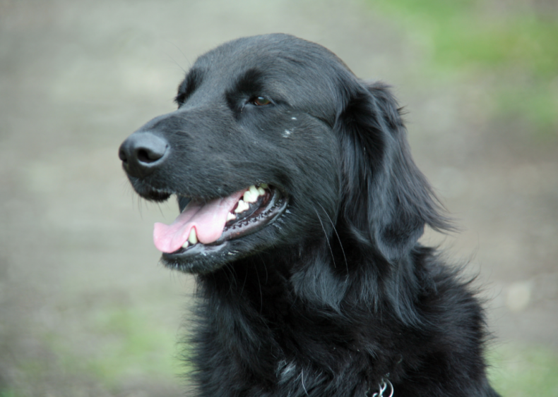 Clue: Dog breed #1