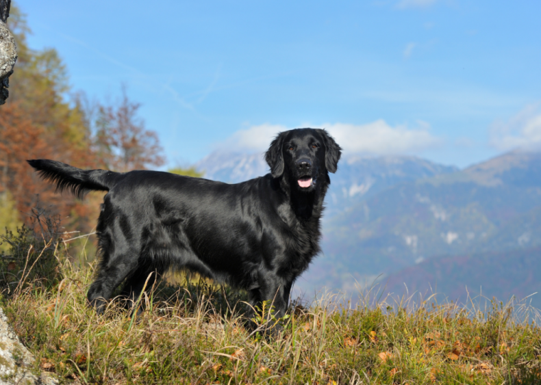 Answer: Dog breed #1