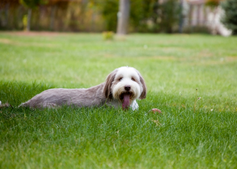 Clue: Dog breed #2