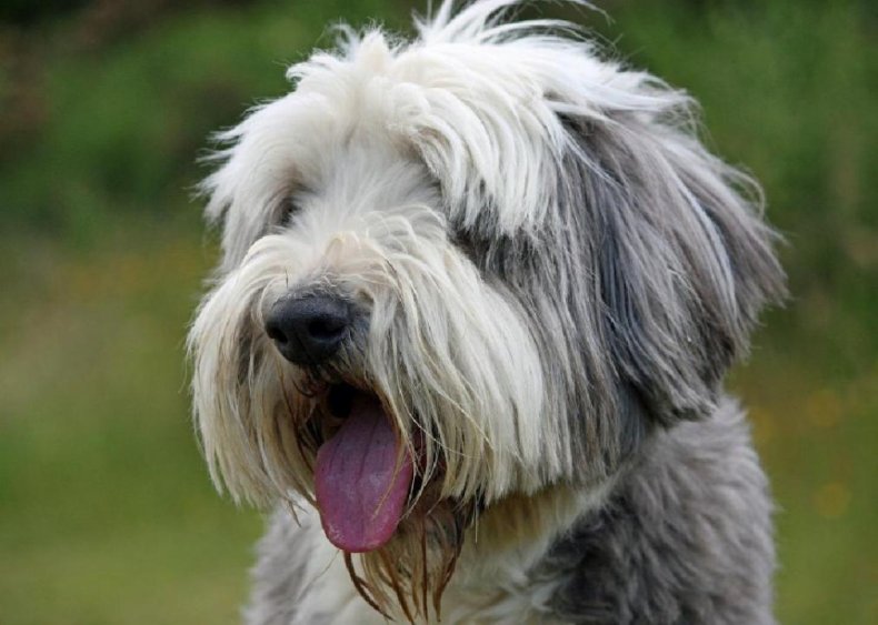 Answer: Dog breed #2