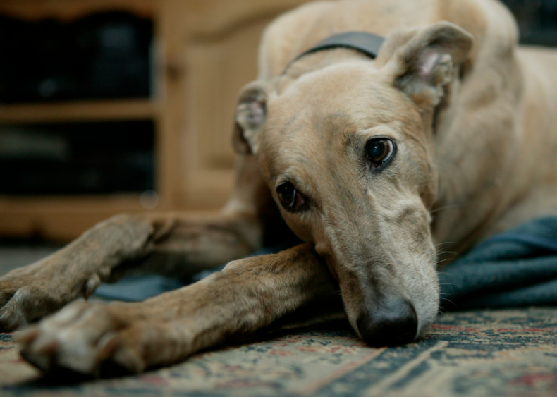 Clue: Dog breed #3