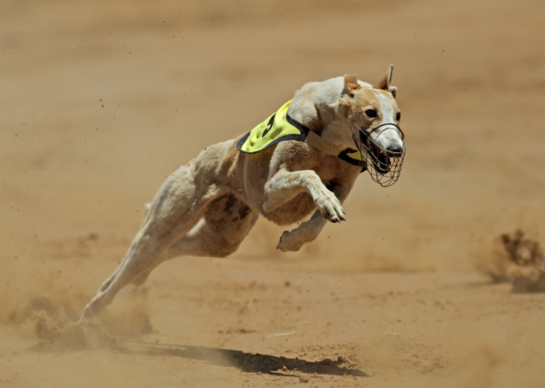 Answer: Dog breed #3