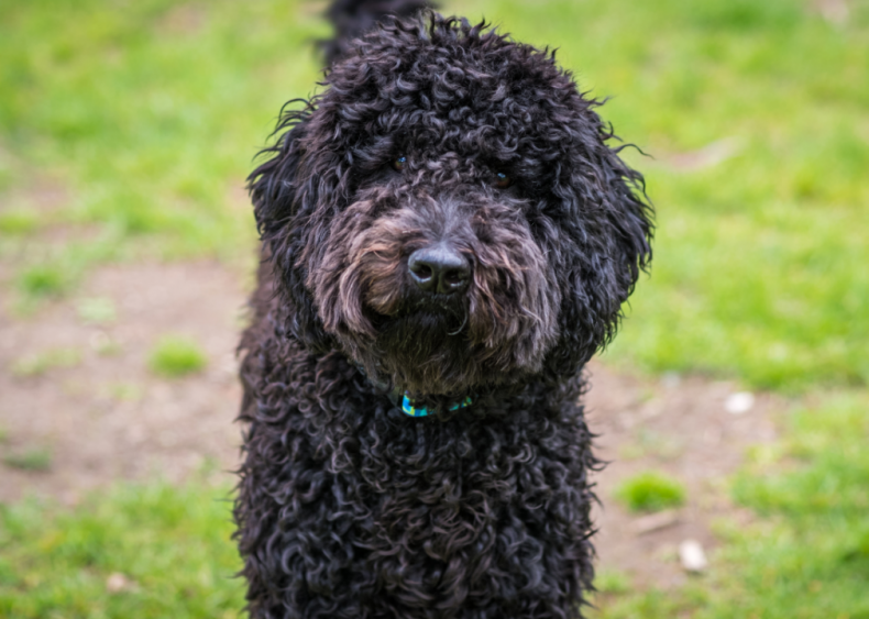 Clue: Dog breed #4