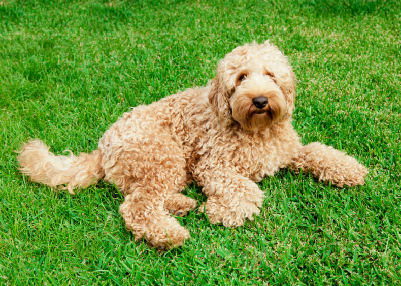 Answer: Dog breed #4