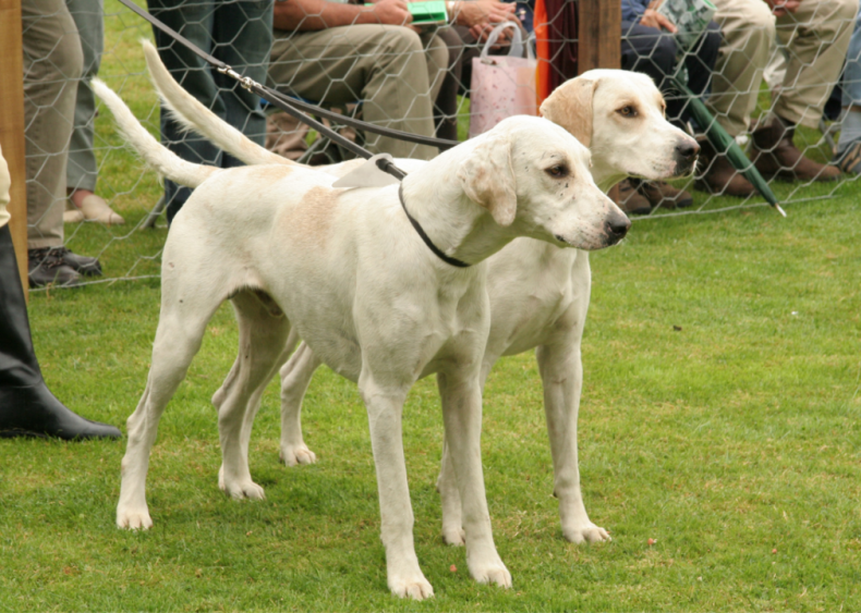 Clue: Dog breed #5