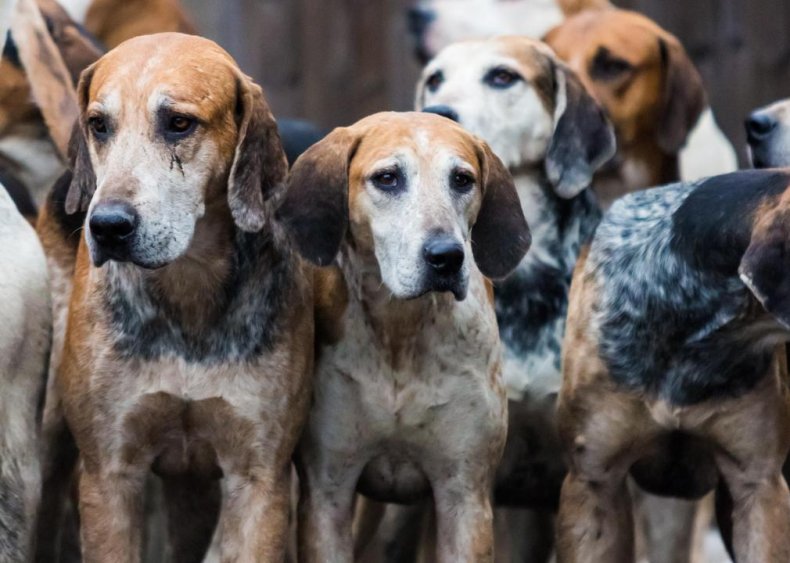 Answer: Dog breed #5