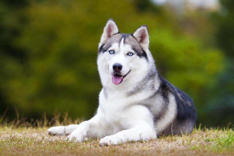 Clue: Dog breed #6